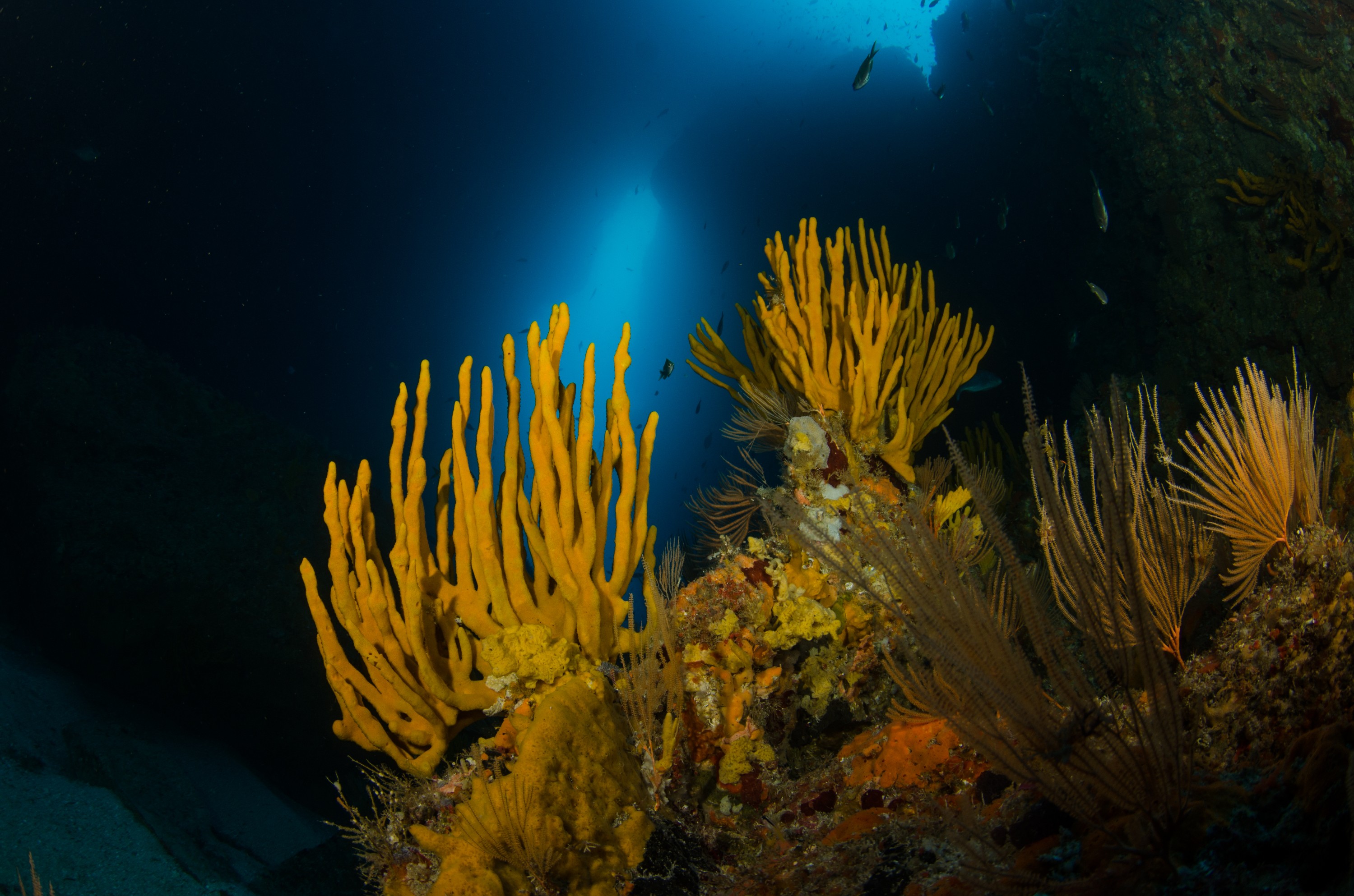 DSC_3087 – crispin, nz, new, zealand, new zealand, poor, knights, marine, reserve, sponge, garden, unknown
